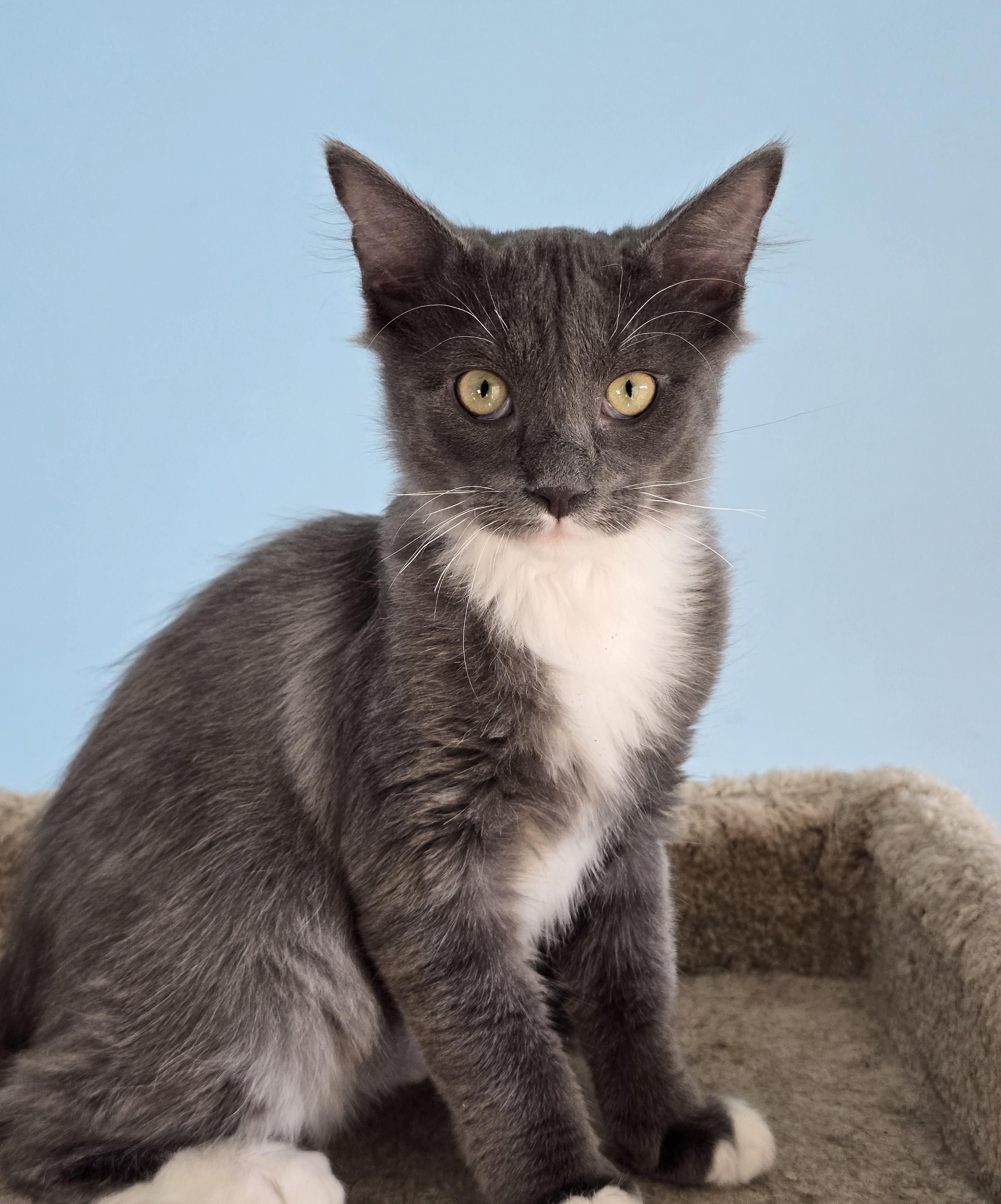 Tonka, adopted, Kitten Male Domestic Medium Hair.