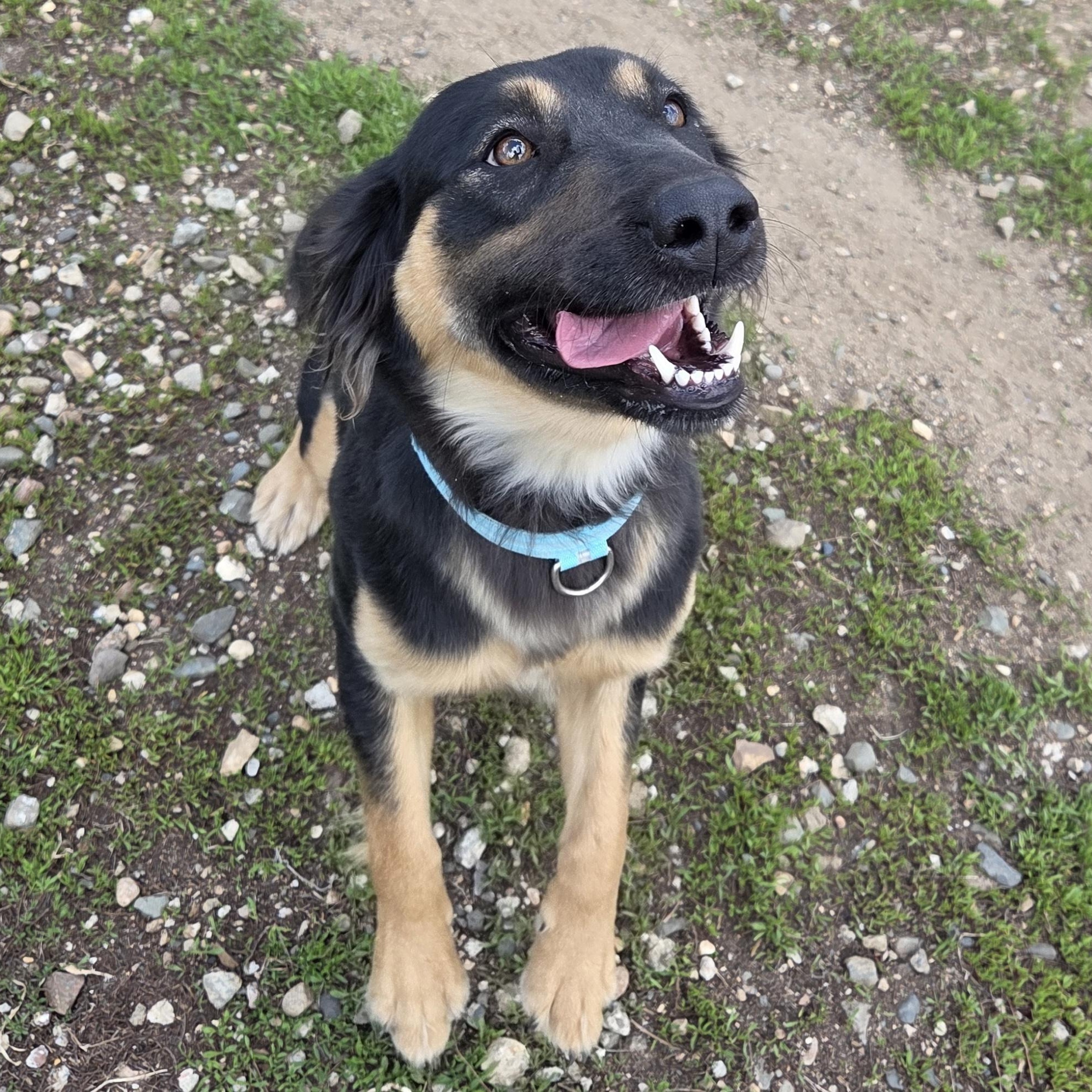 Coco, a Adoptable mixed breed in Park Rapids, MN image 2/2