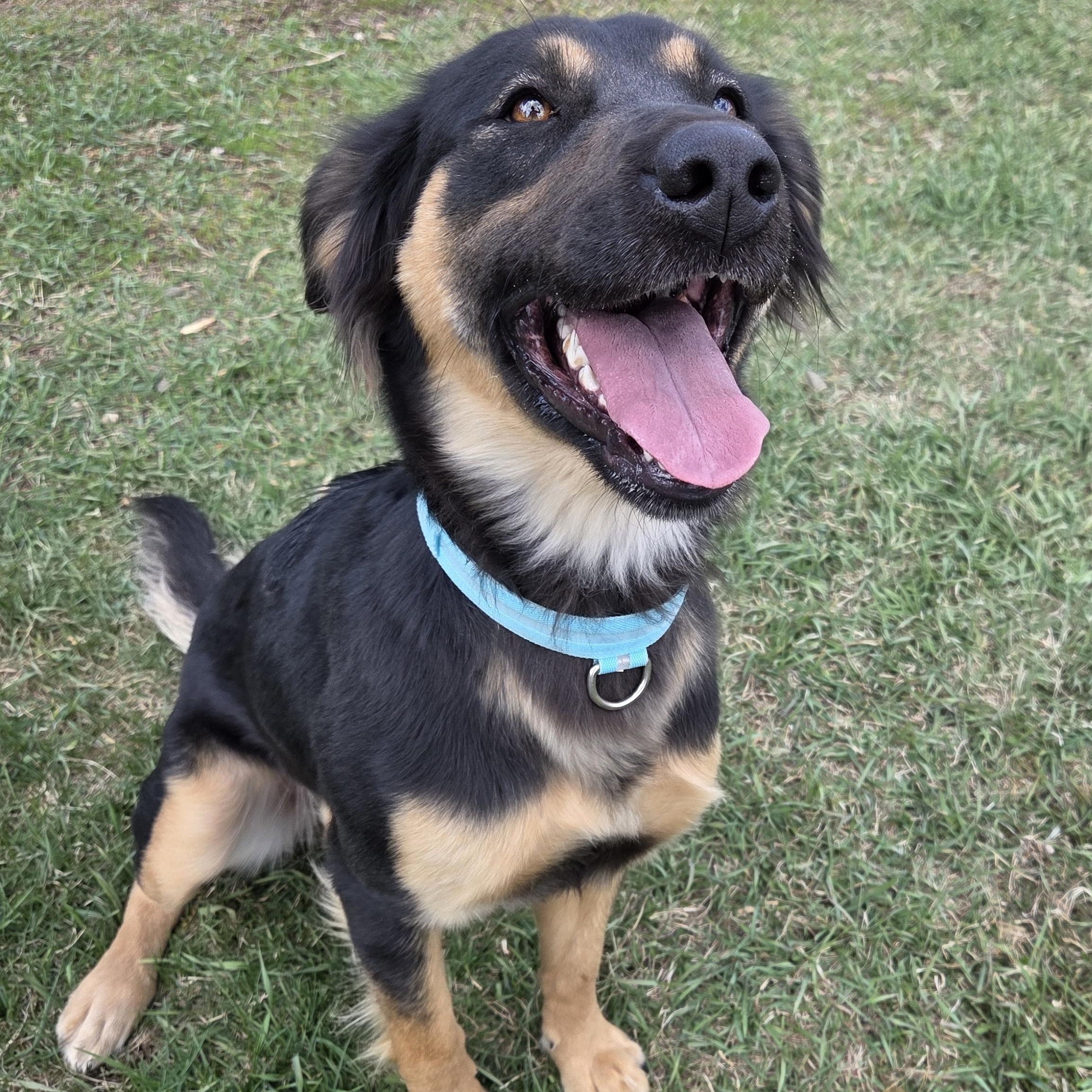Coco, a Adoptable mixed breed in Park Rapids, MN image 1/2