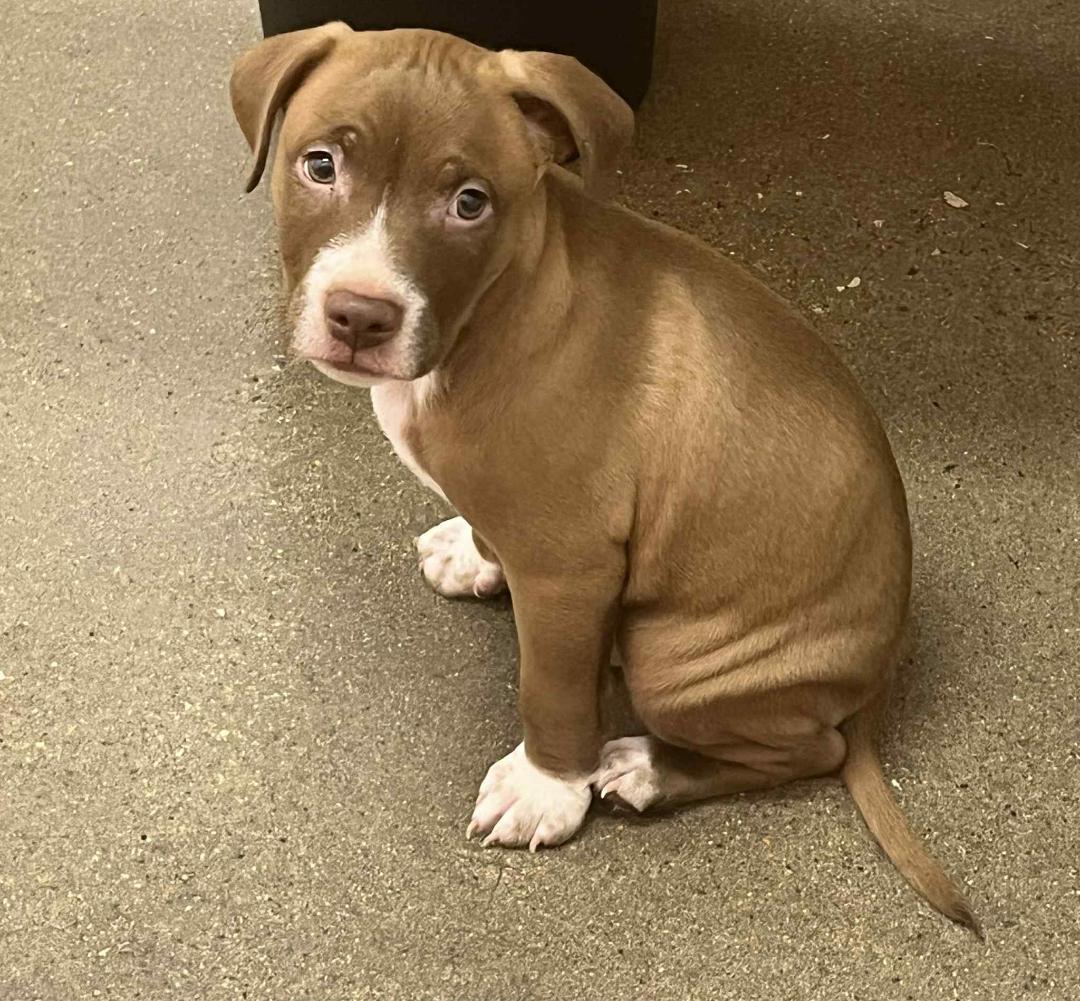 Pupsie in Dallas, Texas, a Adopted Jack Russell Terrier in Dallas, TX image 5/5