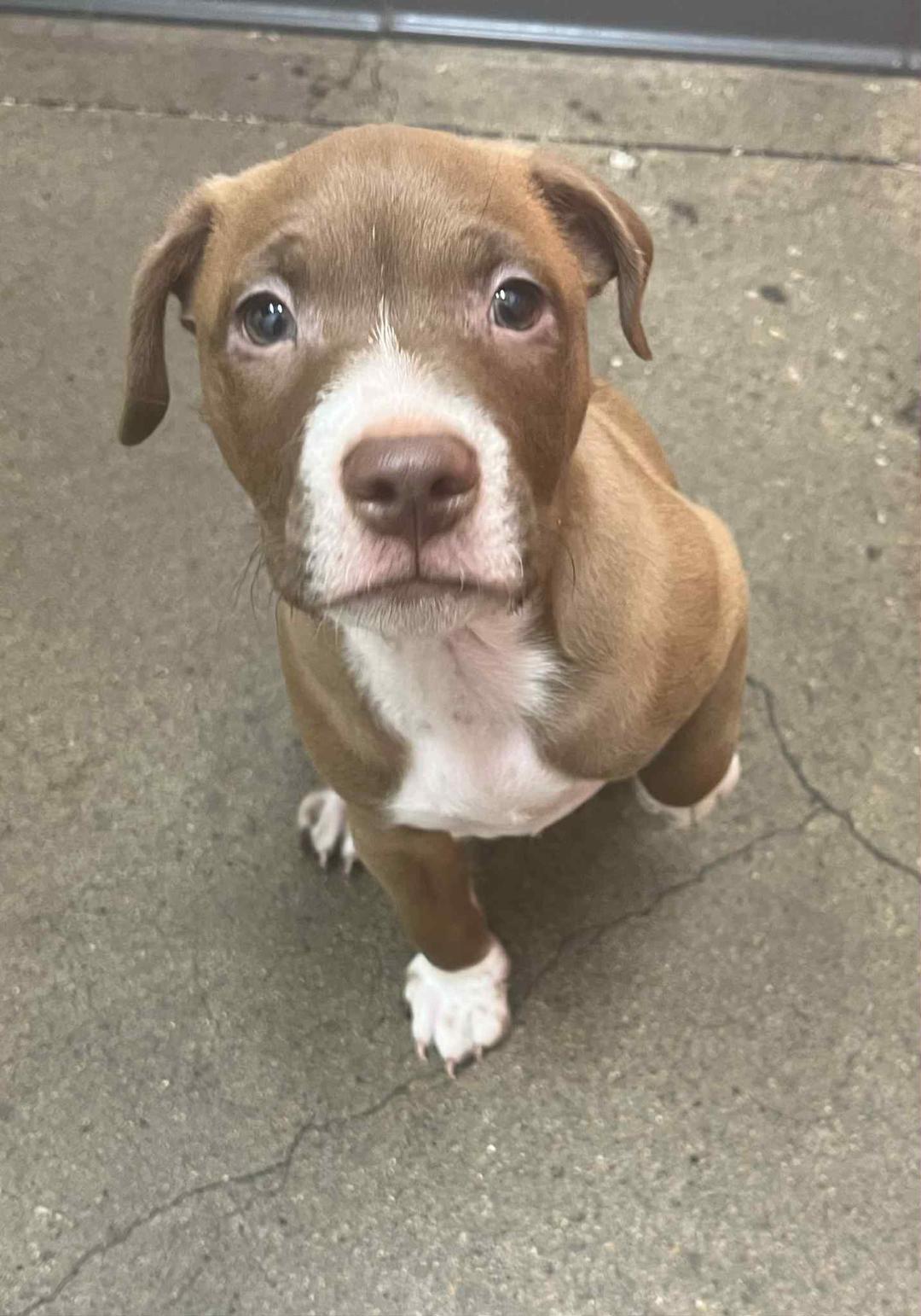 Pupsie in Dallas, Texas, a Adopted Jack Russell Terrier in Dallas, TX image 1/5