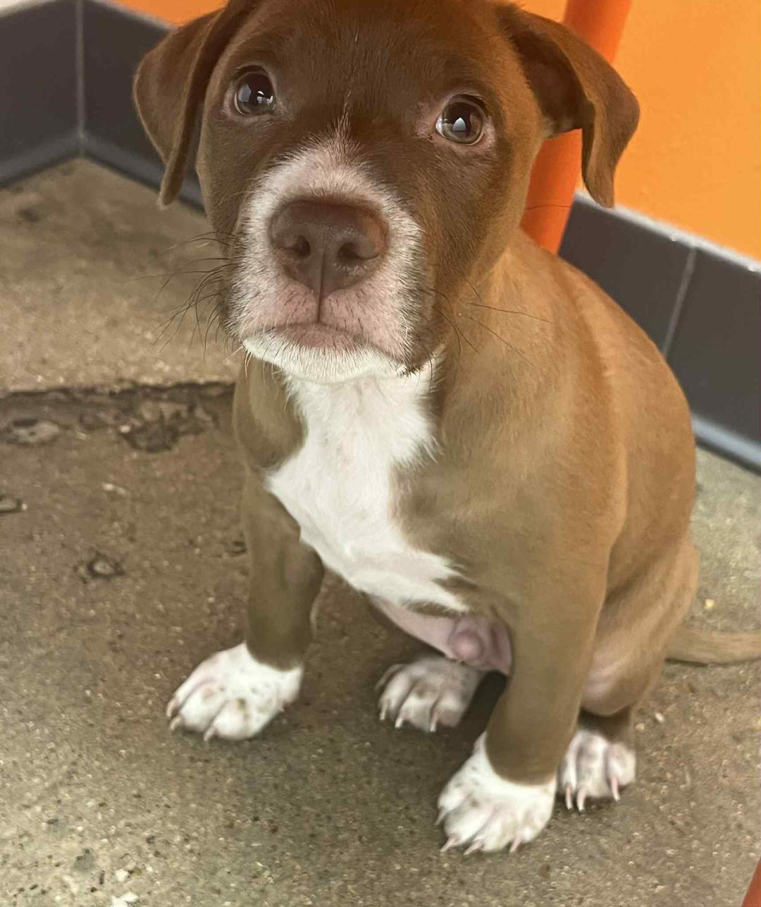 Pupsie in Dallas, Texas, a Adopted Jack Russell Terrier in Dallas, TX image 2/5