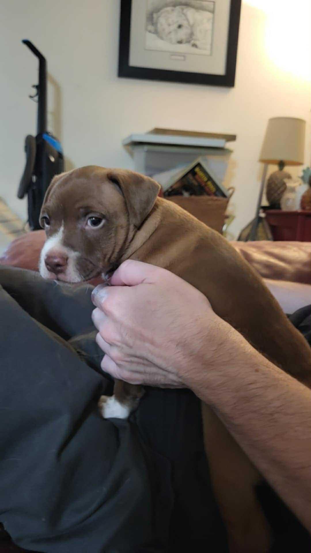 Pupsie in Dallas, Texas, a Adopted Jack Russell Terrier in Dallas, TX image 4/5