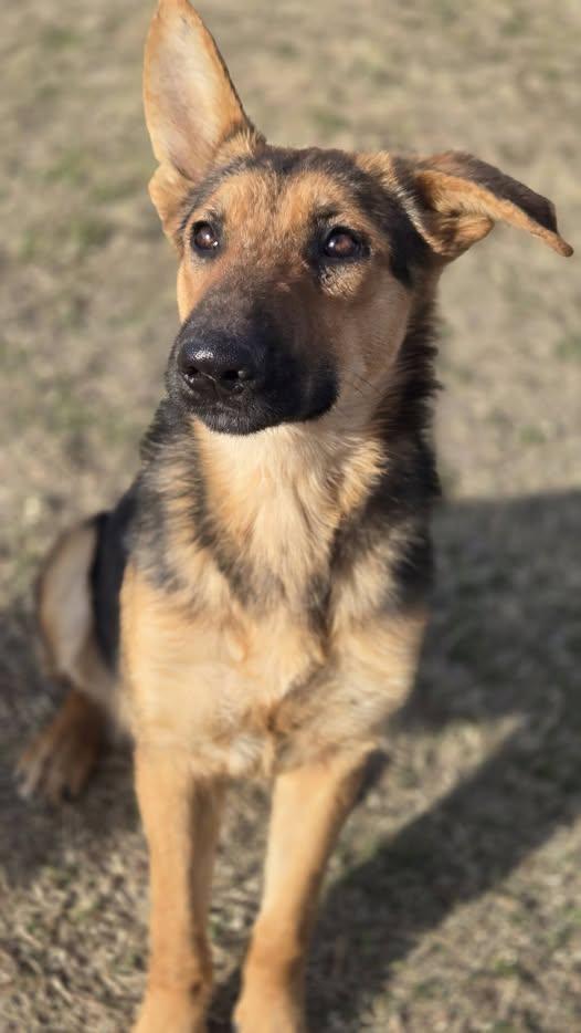 Chance, ADOPTABLE, Young Male Mixed Breed & Shepherd.