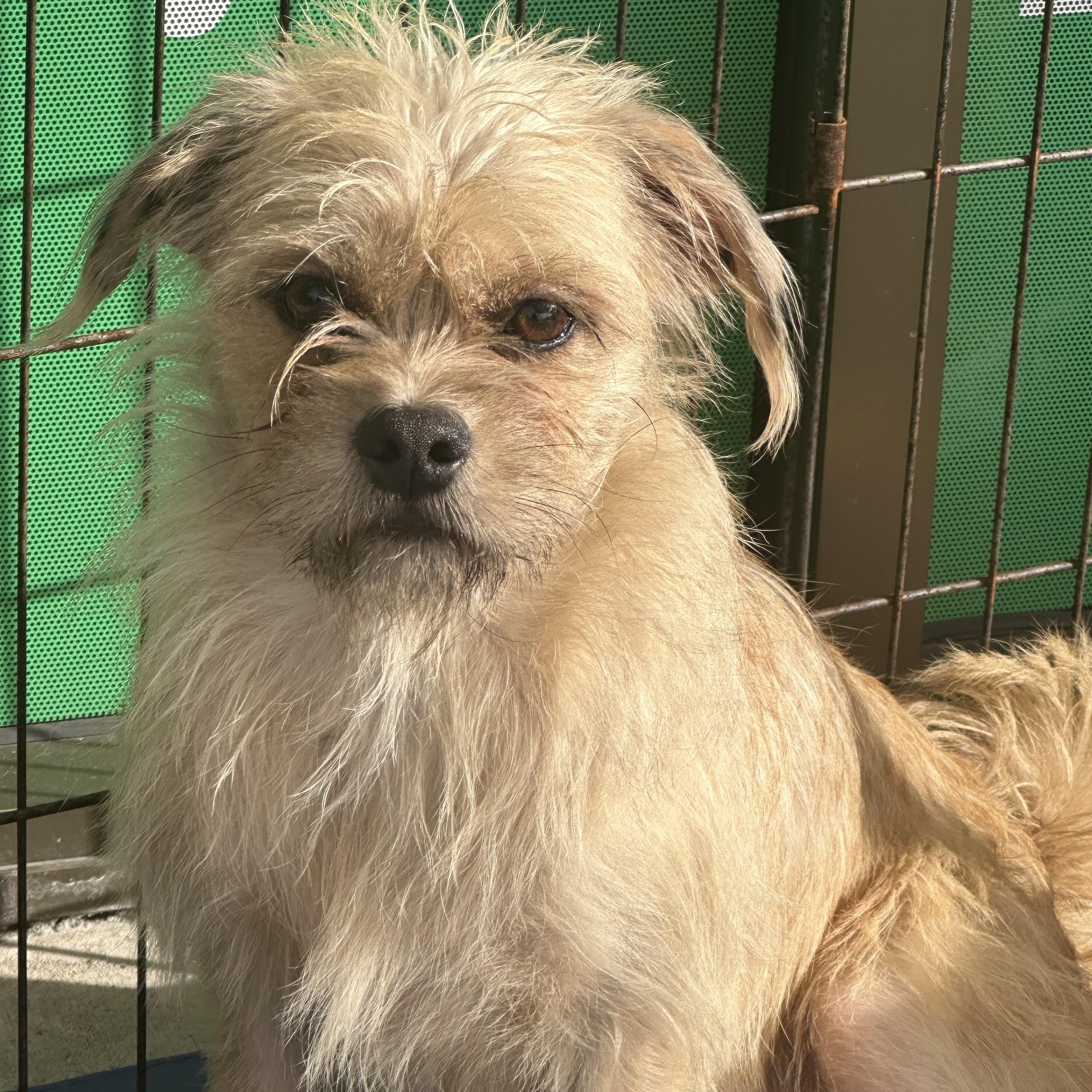 Annie, Adoptable, Young Female Brussels Griffon & Terrier.