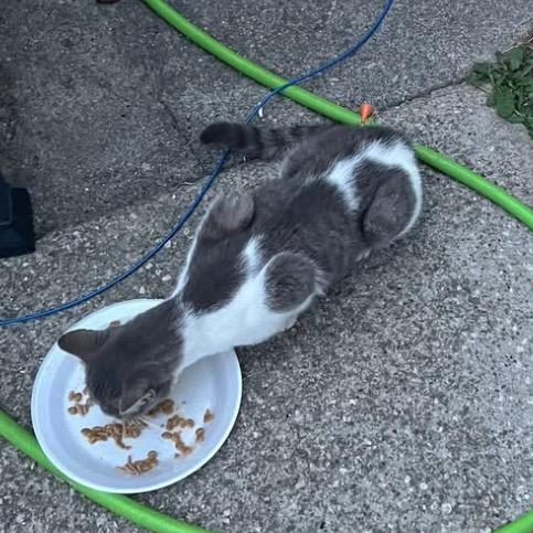 Enlarge Ms. Meow, a Adoptable Domestic Short Hair in Monroe, MI image 1/4