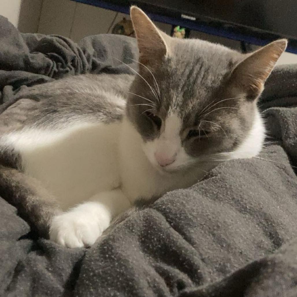 Enlarge Ms. Meow, a Adoptable Domestic Short Hair in Monroe, MI image 2/4