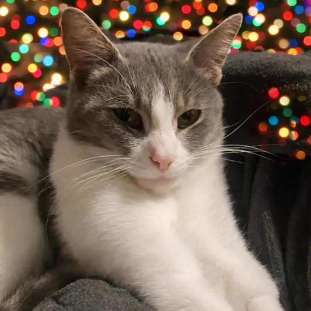 Enlarge Ms. Meow, a Adoptable Domestic Short Hair in Monroe, MI image 3/4