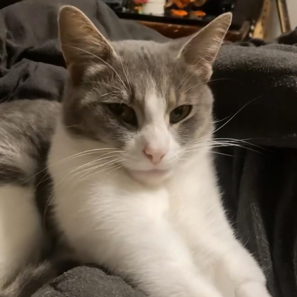 Enlarge Ms. Meow, a Adoptable Domestic Short Hair in Monroe, MI image 4/4