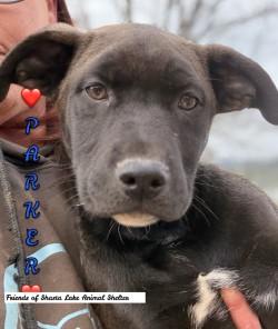 Parker, ADOPTABLE, Puppy Male Labrador Retriever & Shepherd.