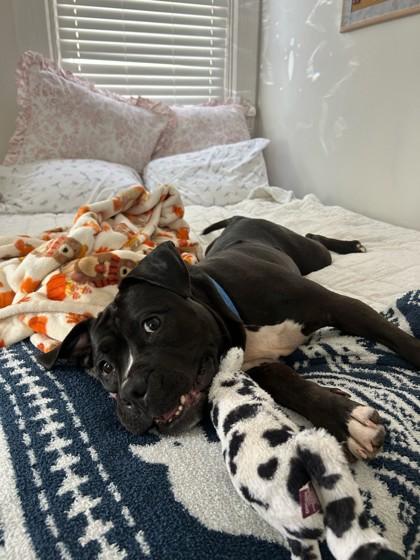 Royalty, Adoptable, Adult Female American Bulldog & Mixed Breed.