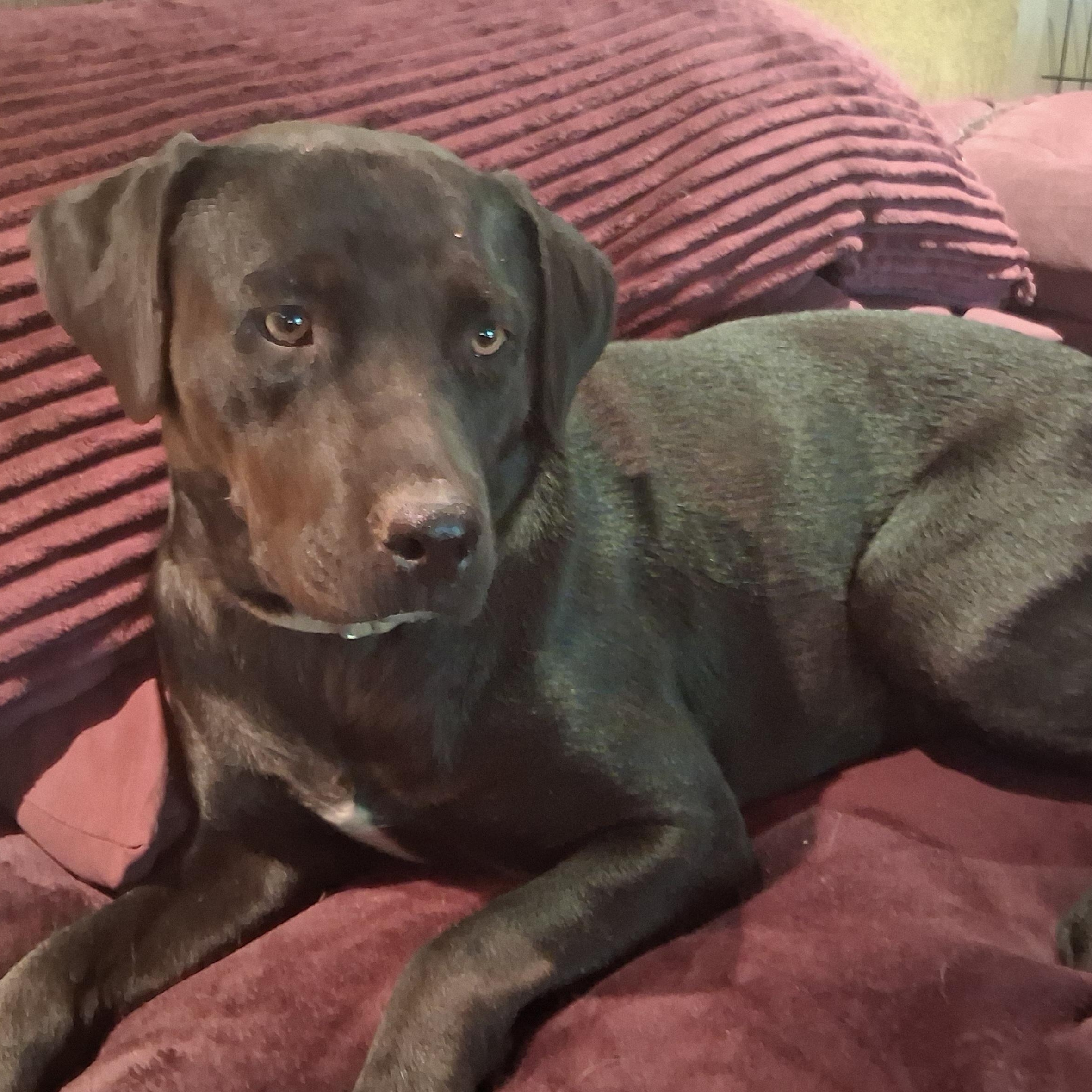 Cricket, a ADOPTABLE Black Labrador Retriever in North Jackson, OH image 3/6