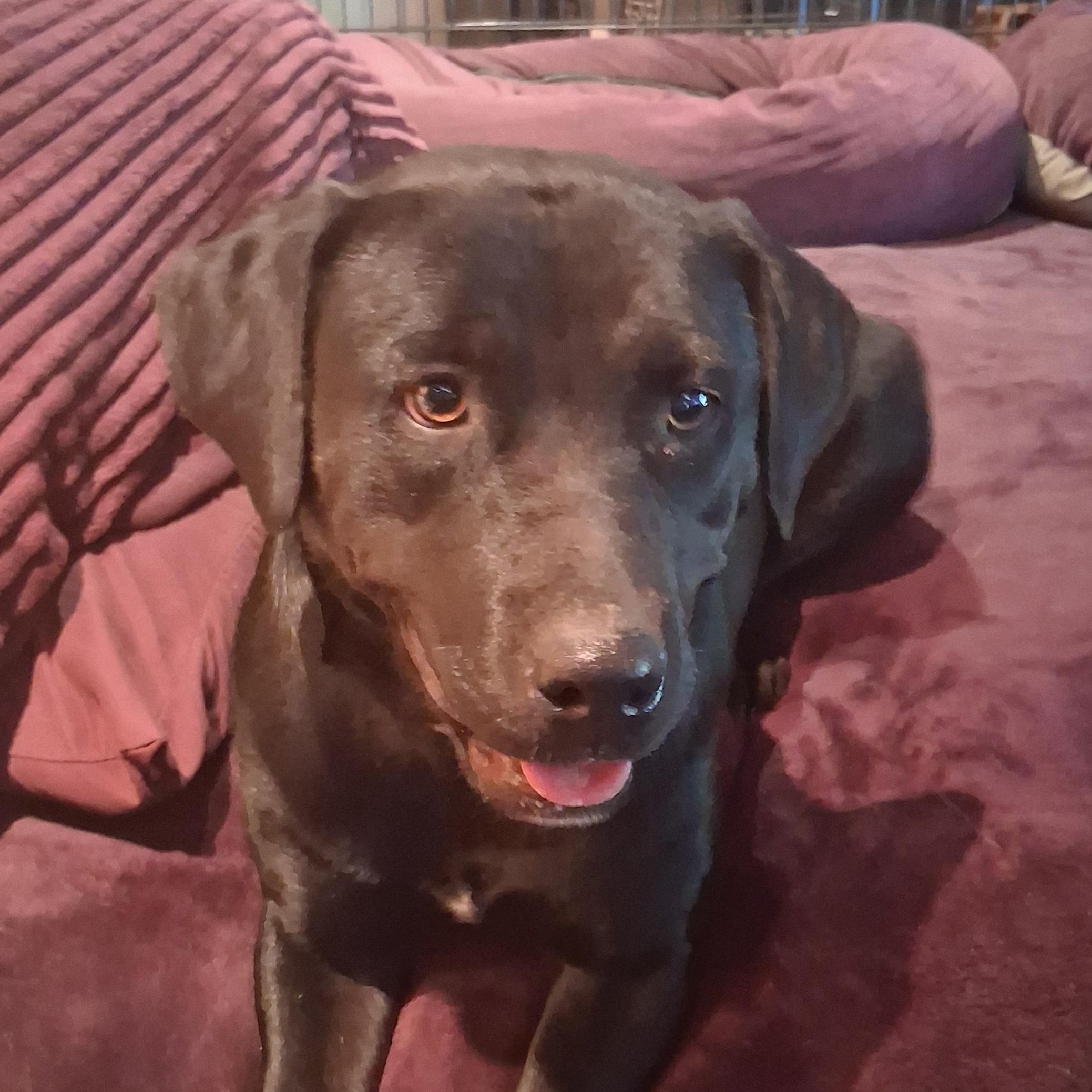 Cricket, a ADOPTABLE Black Labrador Retriever in North Jackson, OH image 5/6