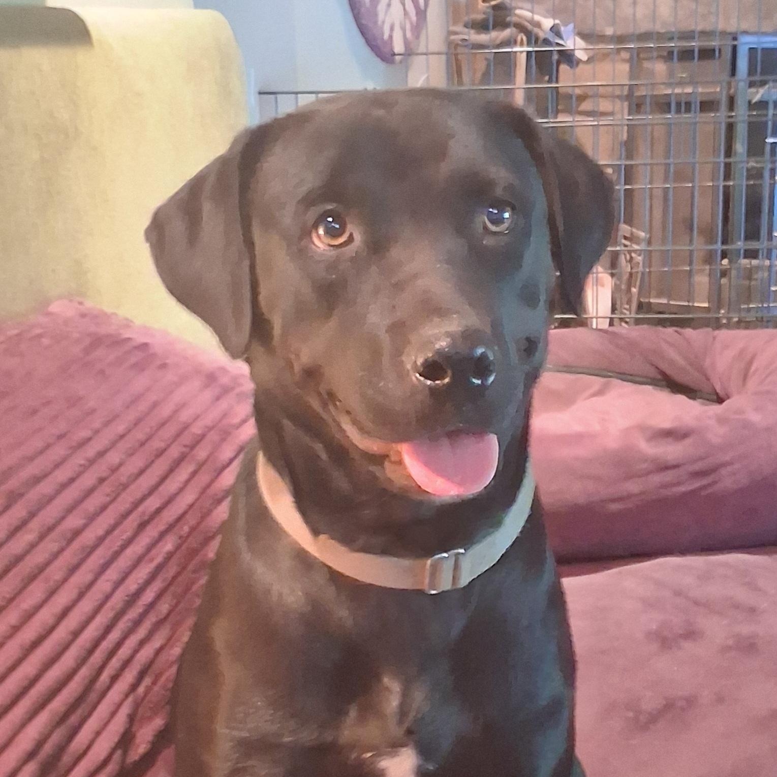 Cricket, a ADOPTABLE Black Labrador Retriever in North Jackson, OH image 1/6