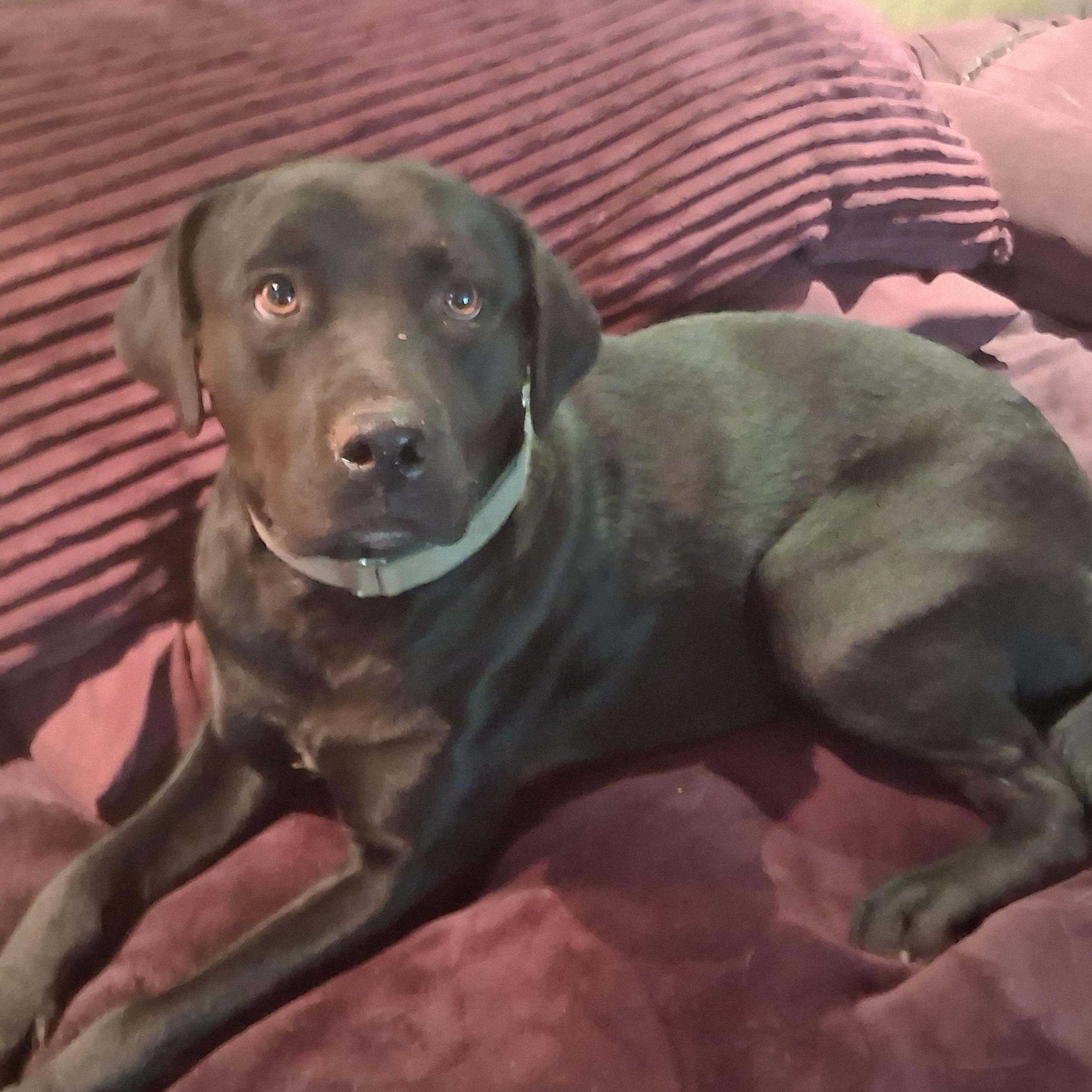 Cricket, a ADOPTABLE Black Labrador Retriever in North Jackson, OH image 4/6