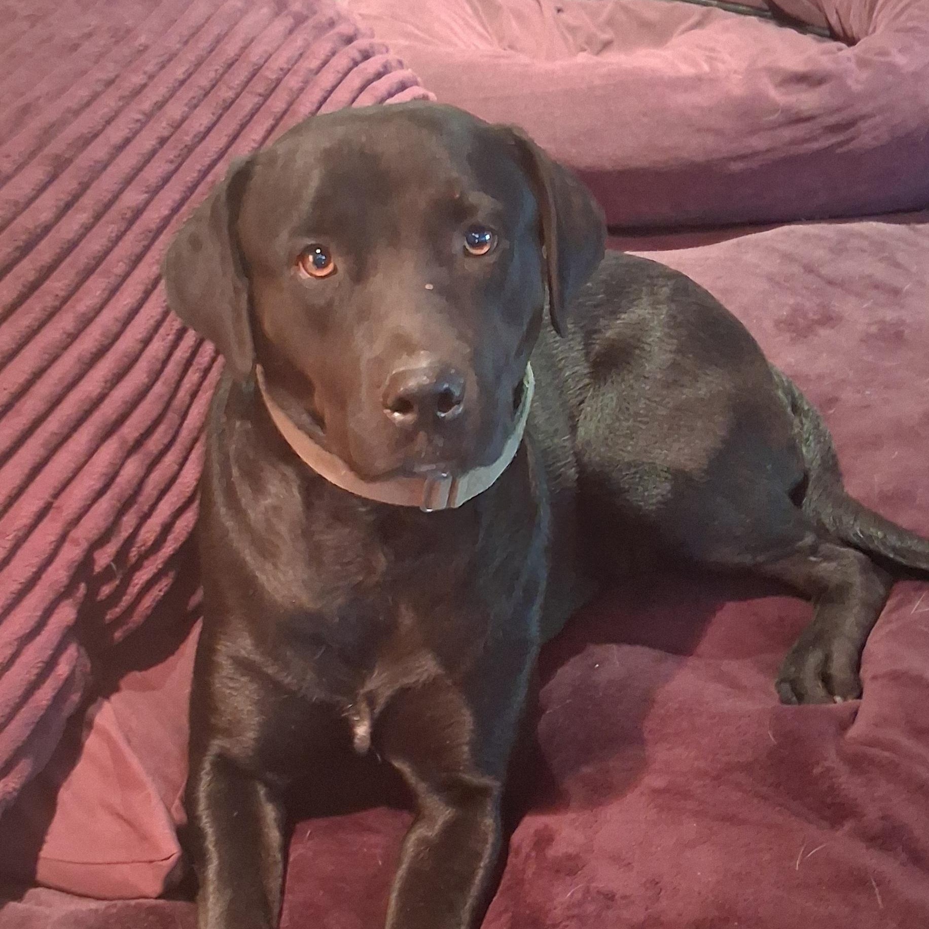 Cricket, a ADOPTABLE Black Labrador Retriever in North Jackson, OH image 6/6