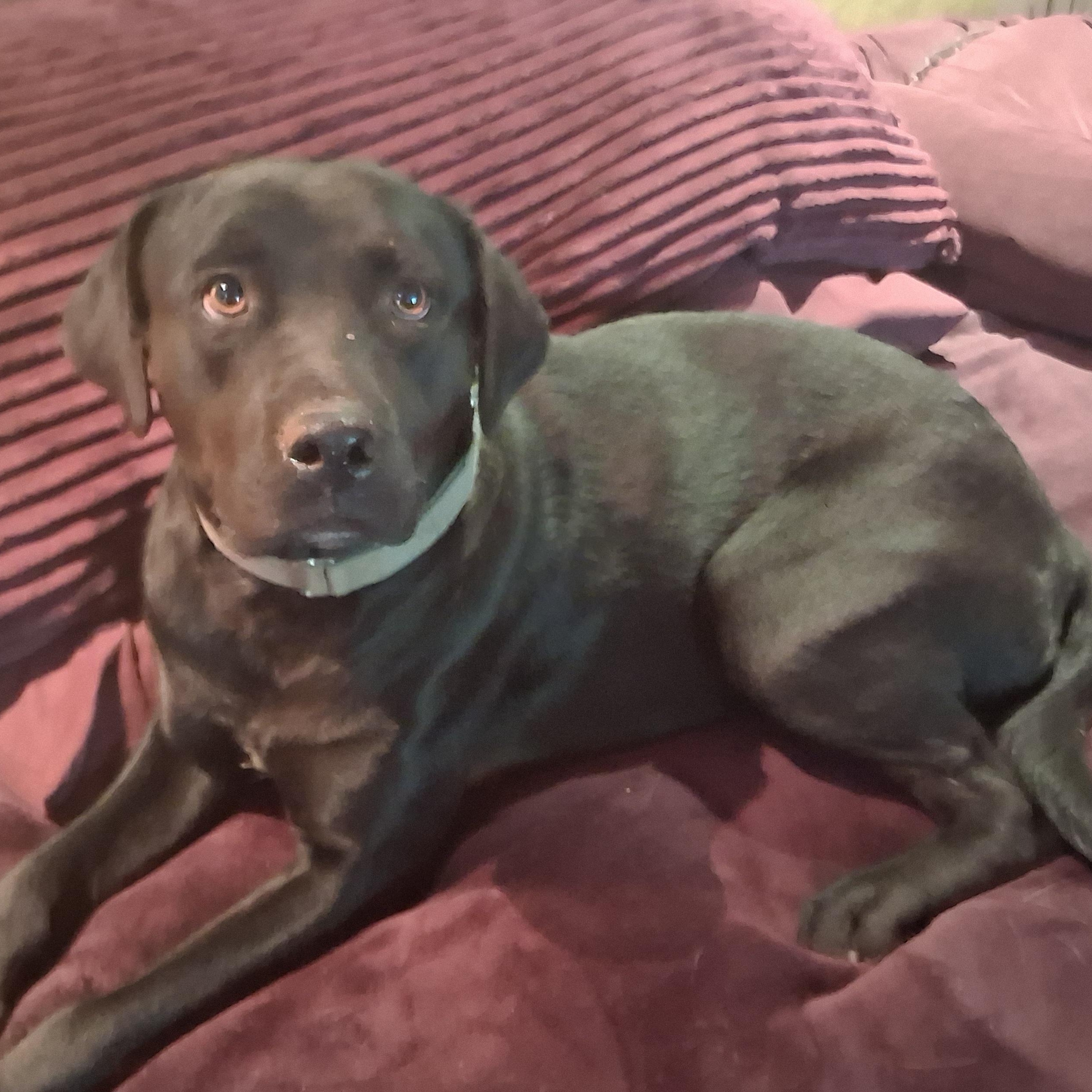 Cricket, a ADOPTABLE Black Labrador Retriever in North Jackson, OH image 2/6