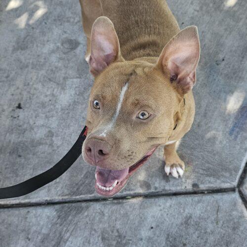 Eddie, Adoptable, Young Male American Staffordshire Terrier & Mixed Breed.