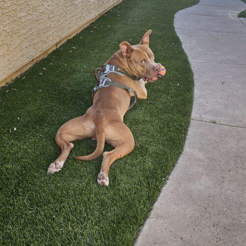 Enlarge Eddie, a Adoptable mixed breed in Glendale, AZ image 2/5