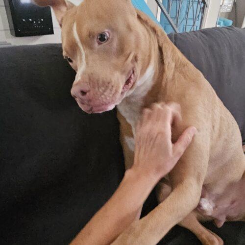 Enlarge Eddie, a Adoptable mixed breed in Glendale, AZ image 3/5