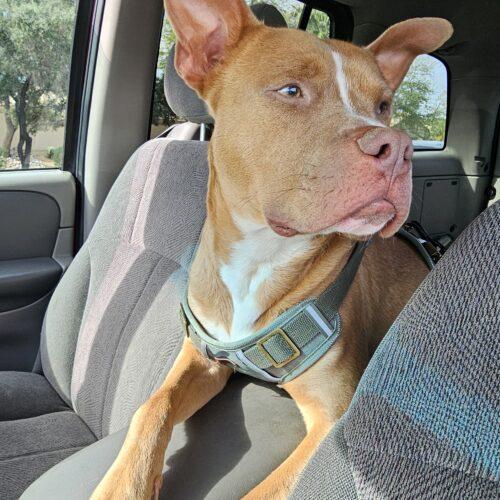 Enlarge Eddie, a Adoptable mixed breed in Glendale, AZ image 5/5