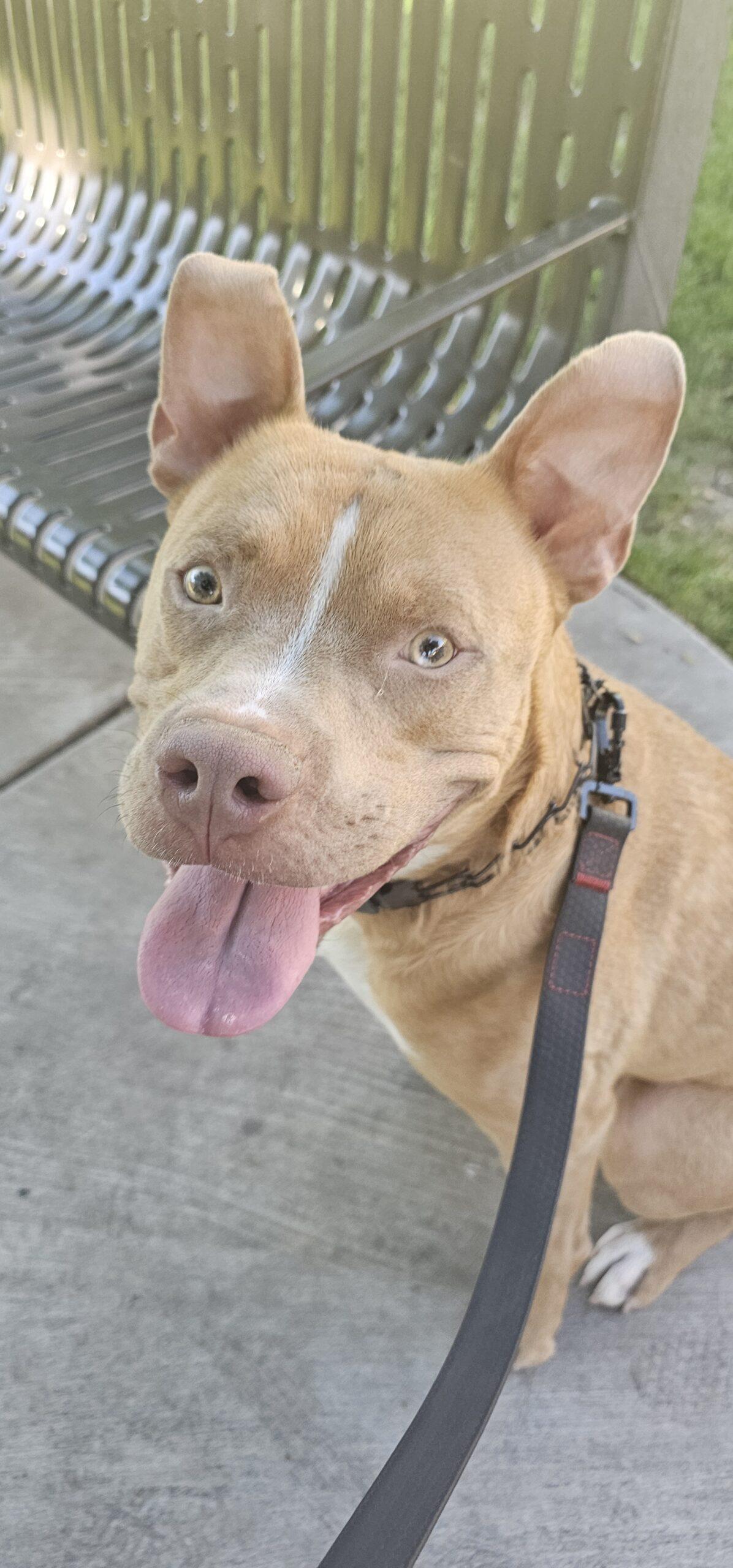 Eddie, a Adoptable mixed breed in Glendale, AZ image 6/6