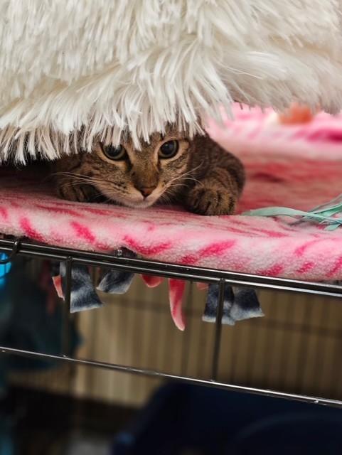 Dory, ADOPTABLE, Young Female Domestic Short Hair.
