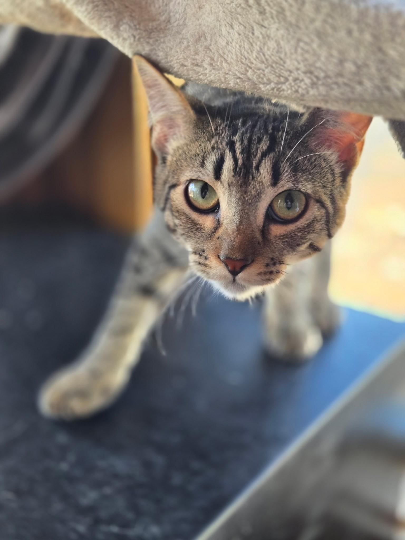 Enlarge Dory, a ADOPTABLE Domestic Short Hair in Maple Grove, MN image 2/3