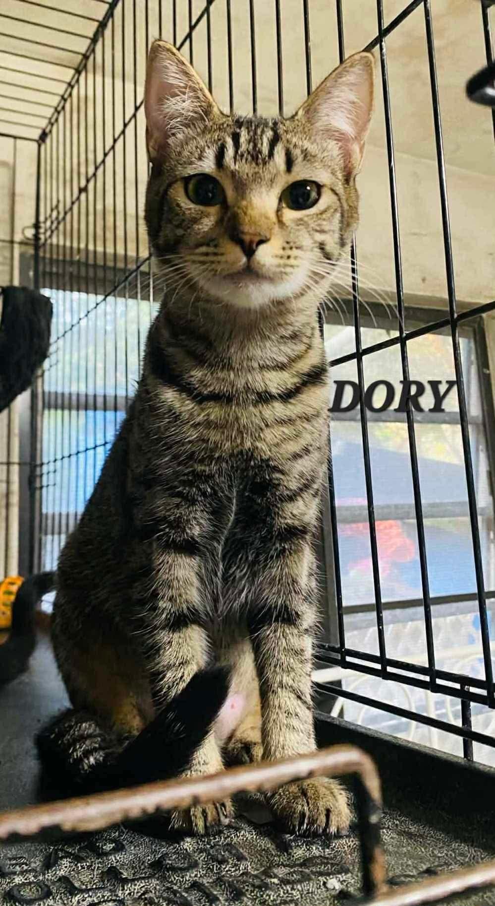 Enlarge Dory, a ADOPTABLE Domestic Short Hair in Maple Grove, MN image 1/2