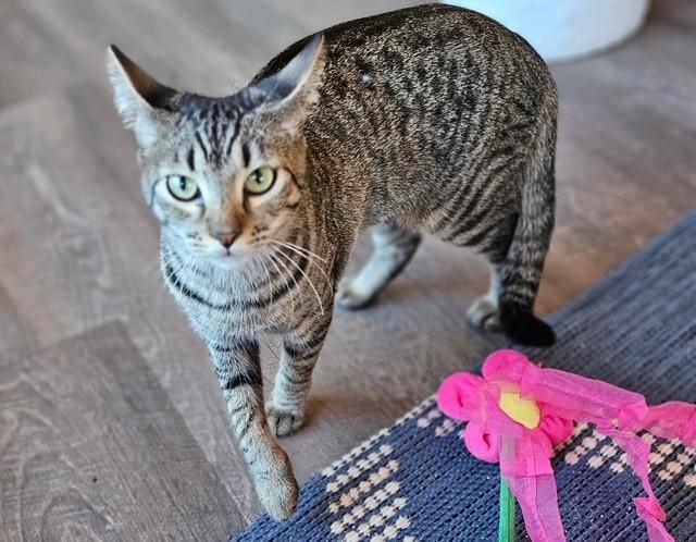 Enlarge Dory, a ADOPTABLE Domestic Short Hair in Maple Grove, MN image 3/3