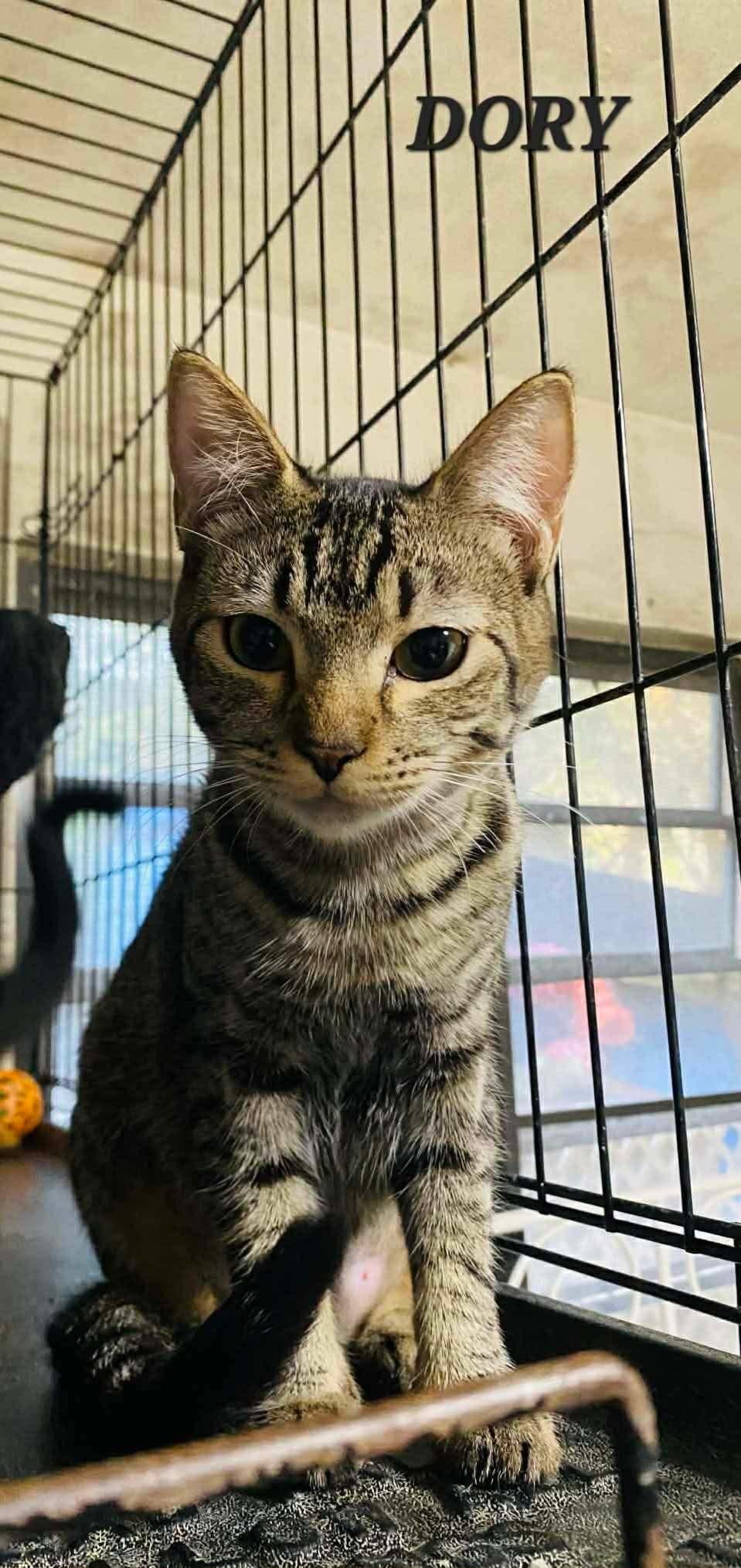 Enlarge Dory, a ADOPTABLE Domestic Short Hair in Maple Grove, MN image 2/2