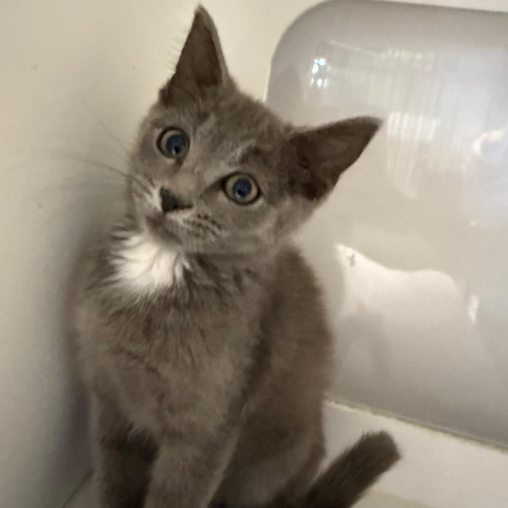 Marvel, Adoptable, Young Female Domestic Short Hair.