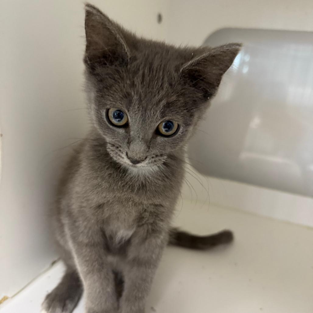 Enlarge Marvel, a Adoptable Domestic Short Hair in Carroll, IA image 2/4