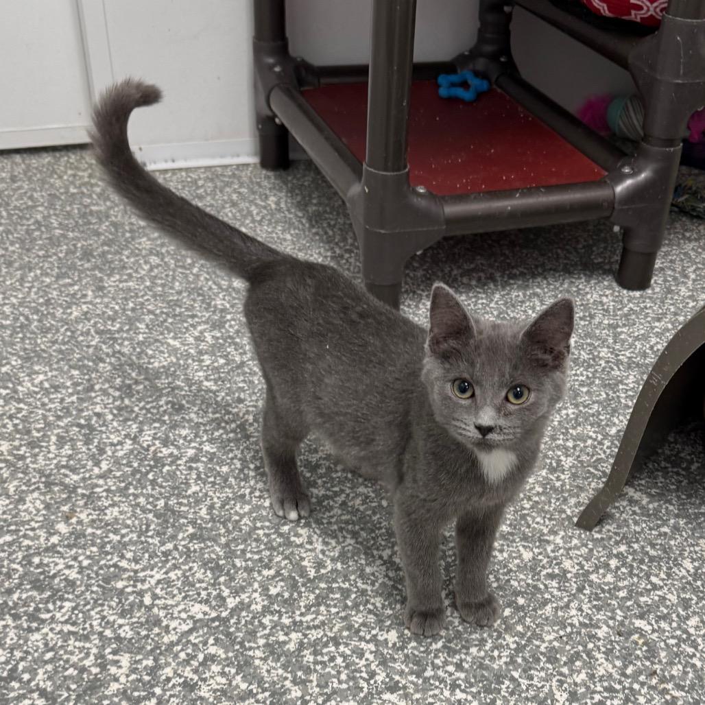 Enlarge Marvel, a Adoptable Domestic Short Hair in Carroll, IA image 3/4