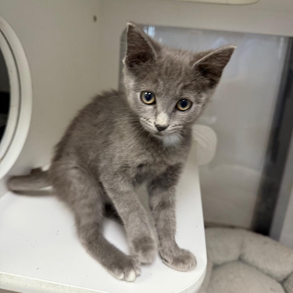 Enlarge Marvel, a Adoptable Domestic Short Hair in Carroll, IA image 4/4