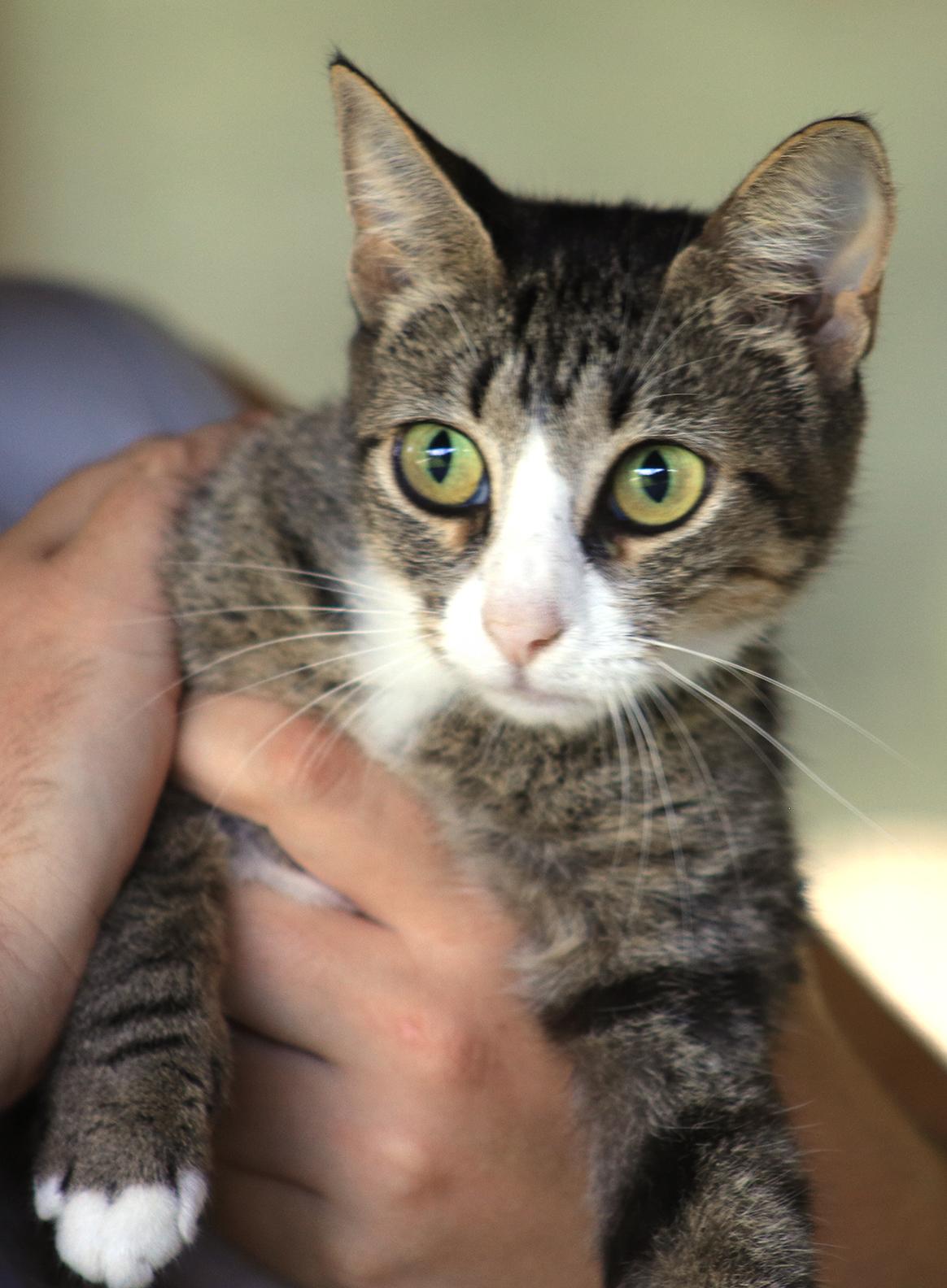 Chloe, Adult Female unknown