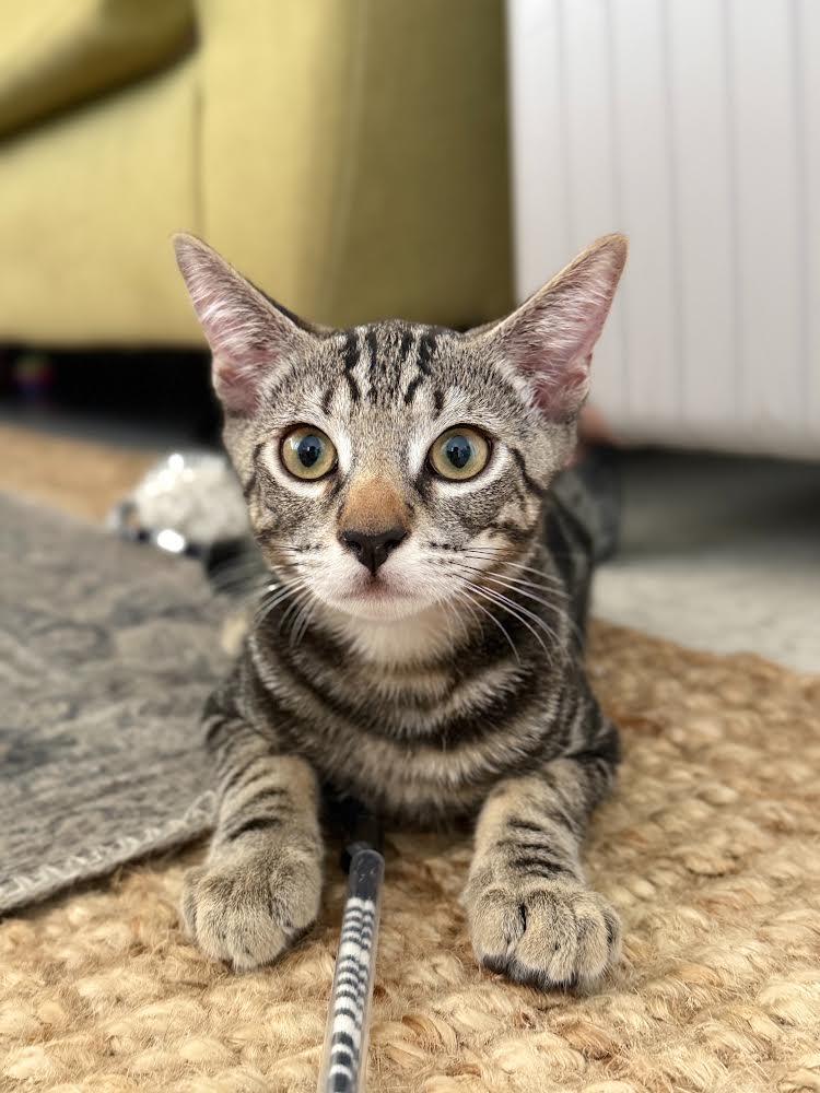 Enlarge Pepper, a Adoptable Domestic Short Hair in Kaneohe, HI image 3/6