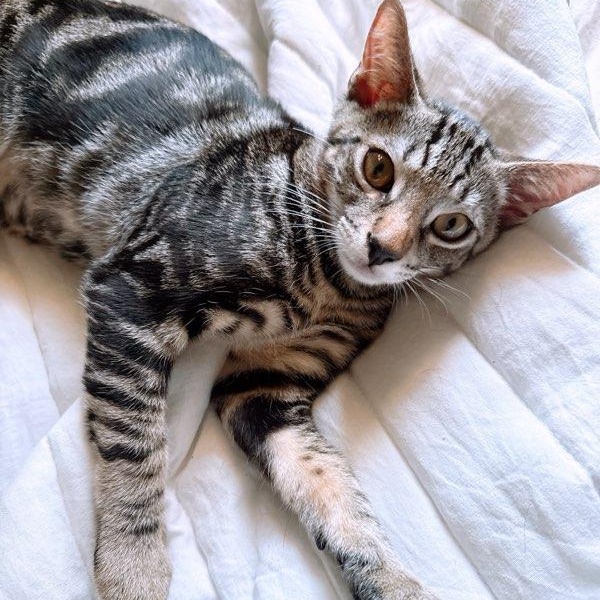 Enlarge Pepper, a Adoptable Domestic Short Hair in Kaneohe, HI image 4/6