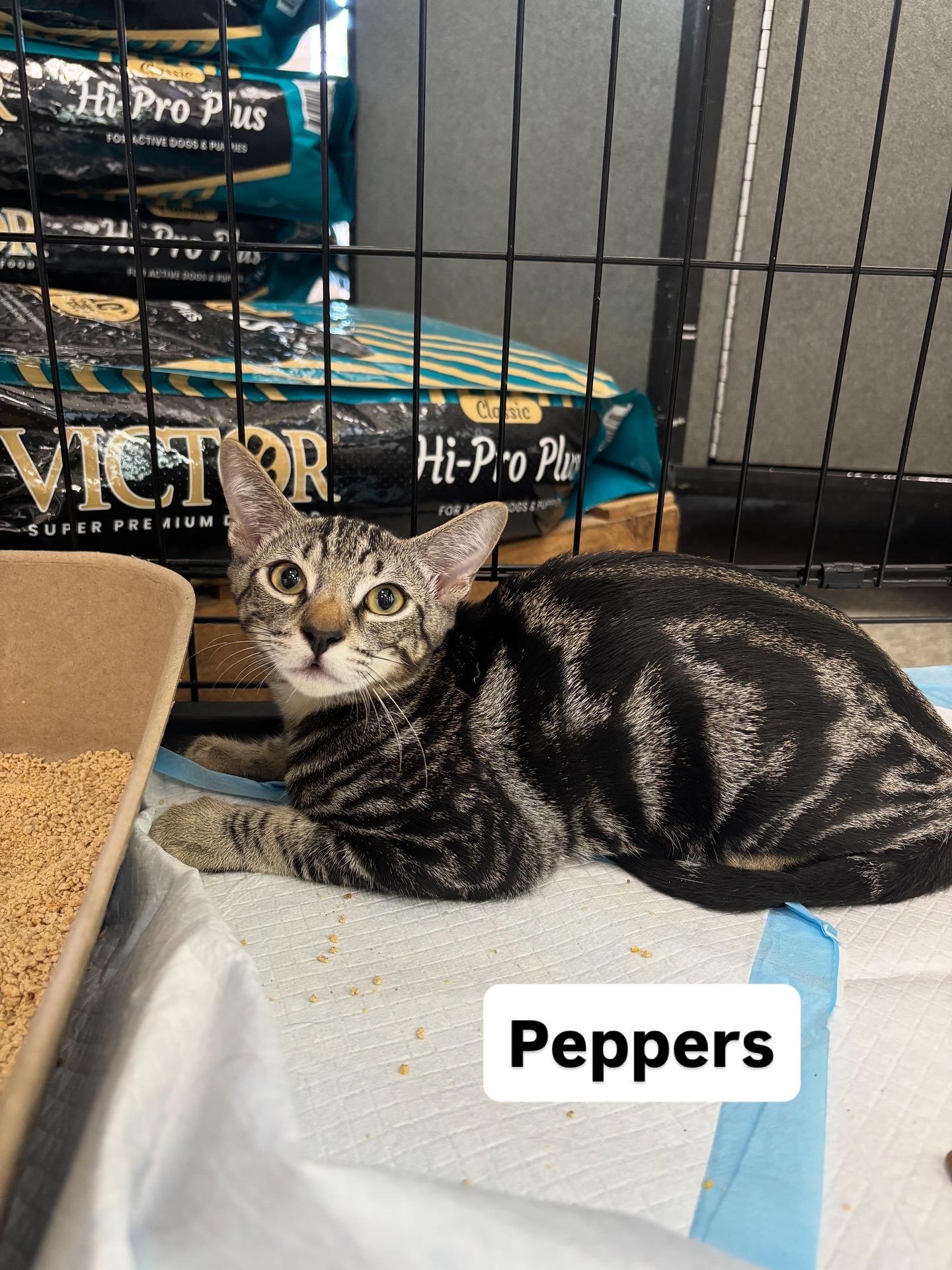 Pepper, Adoptable, Kitten Male Domestic Short Hair.