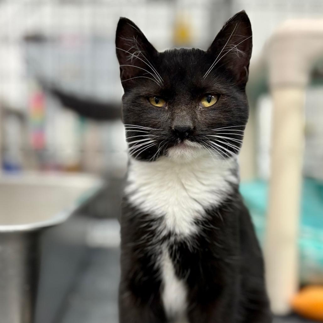 Thumblenia, adoptable, Young Female Extra-Toes Cat / Hemingway Polydactyl.