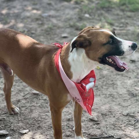 Tucker (Carlton), Adoptable, Adult Male Boxer & Mixed Breed.