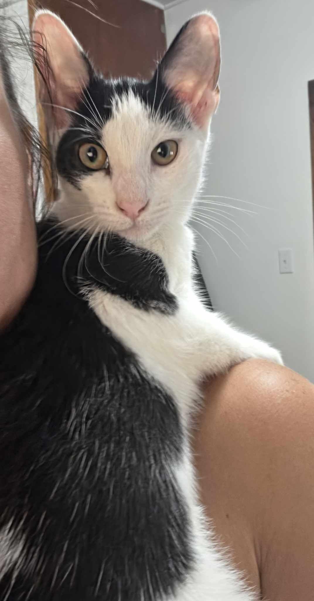 Enlarge Regina, a Adoptable Domestic Short Hair in Bloomsdale, MO image 3/3