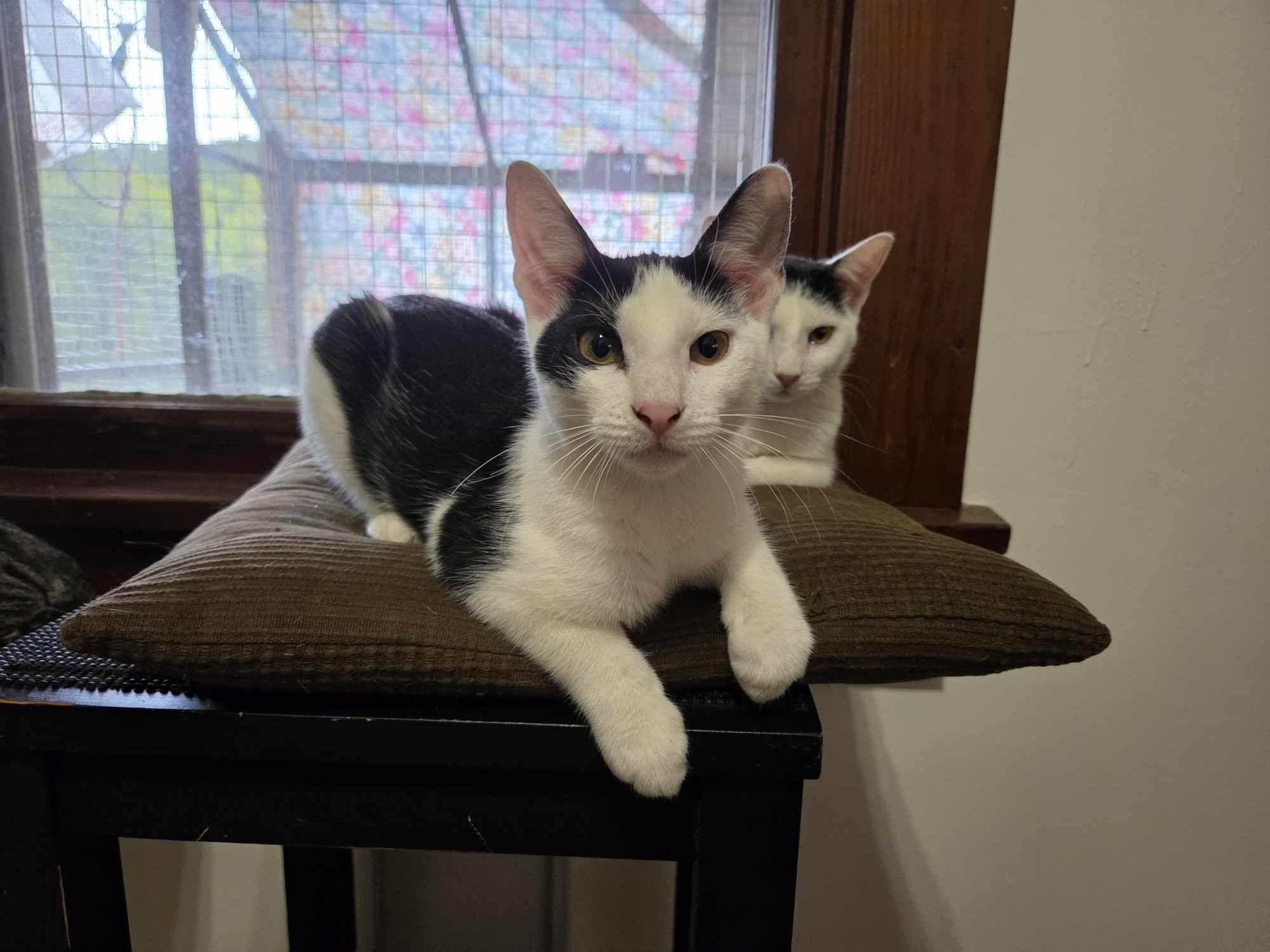 Enlarge Regina, a Adoptable Domestic Short Hair in Bloomsdale, MO image 2/3