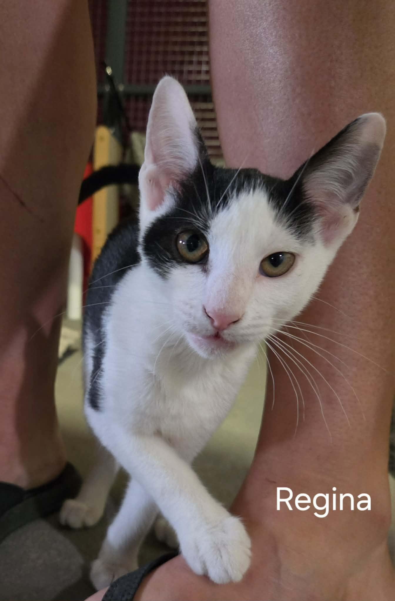 Regina, Adoptable, Kitten Female Domestic Short Hair.