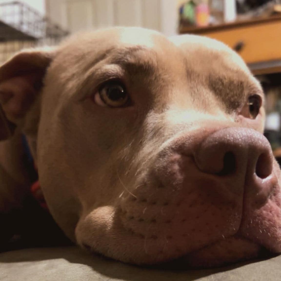 Enlarge DOZER, a Adoptable mixed breed in East Flat Rock, NC image 3/4