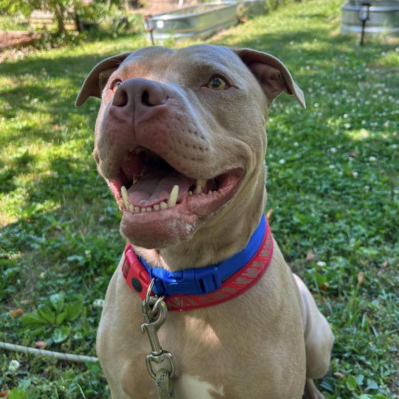 Enlarge DOZER, a Adoptable mixed breed in East Flat Rock, NC image 1/4