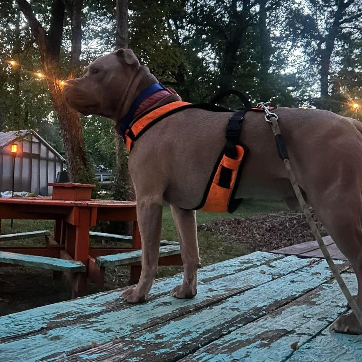 Enlarge DOZER, a Adoptable mixed breed in East Flat Rock, NC image 4/4