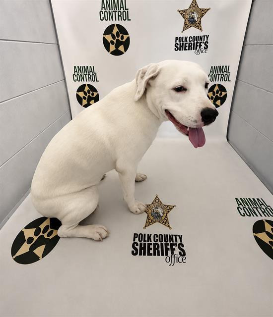 IRIS, Adoptable, Adult Female American Bulldog & Mixed Breed.