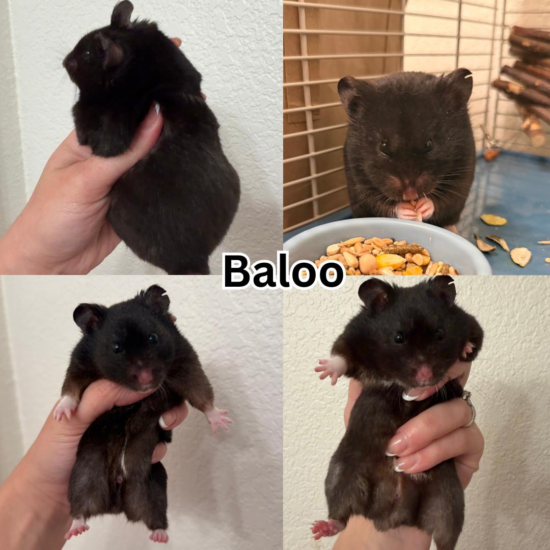 Baloo, ADOPTABLE, Young Male Hamster.