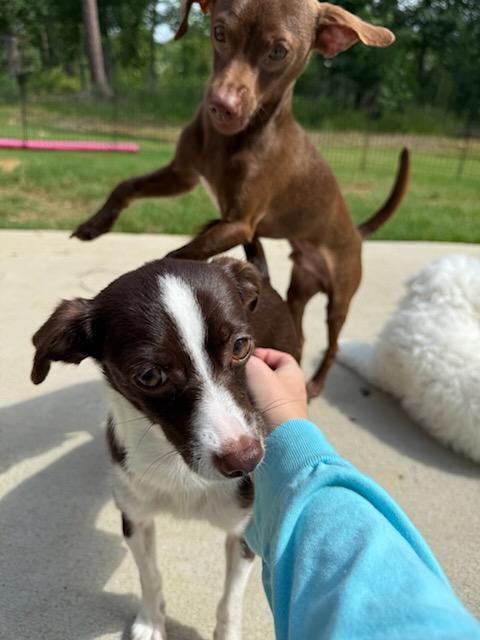 Enlarge Jacey and Joey Bonded Pair, a ADOPTABLE Chihuahua in Greenville, SC image 1/4